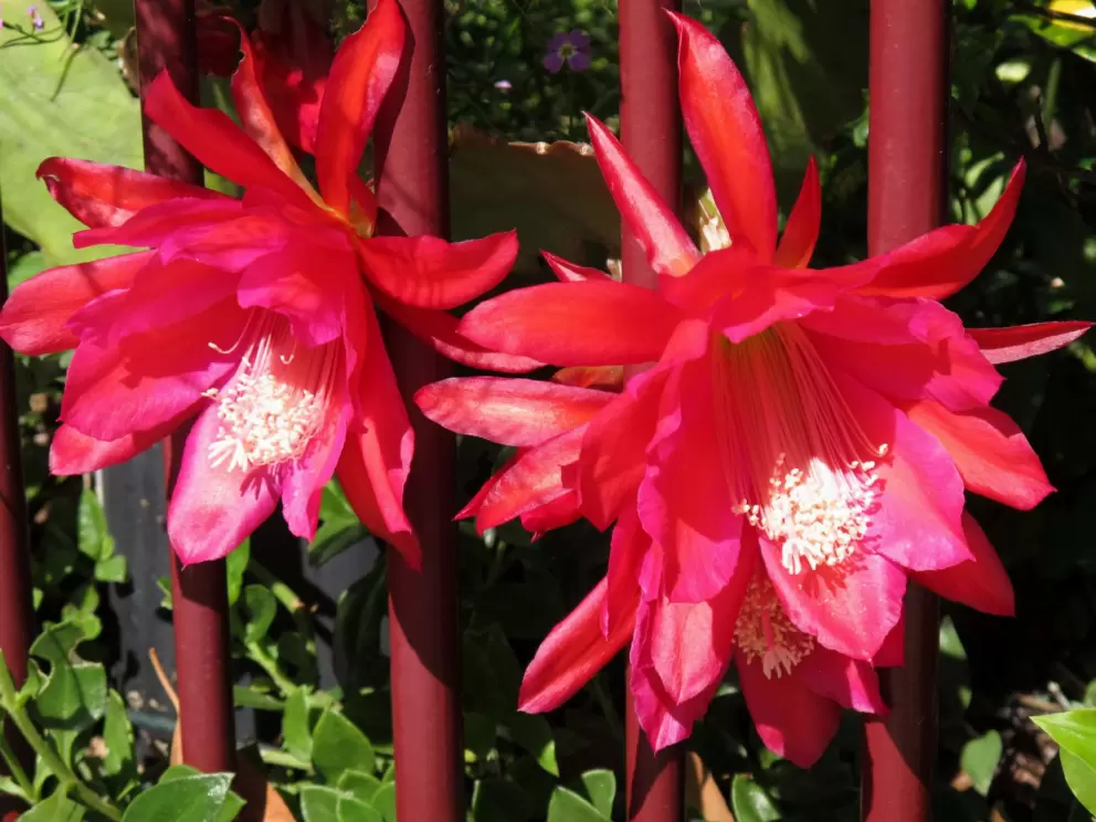 Tropical flowers on Avenue Rd.