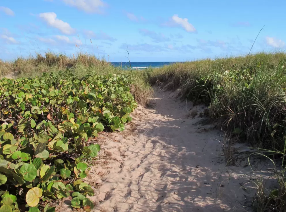 Sandy path to the sea.