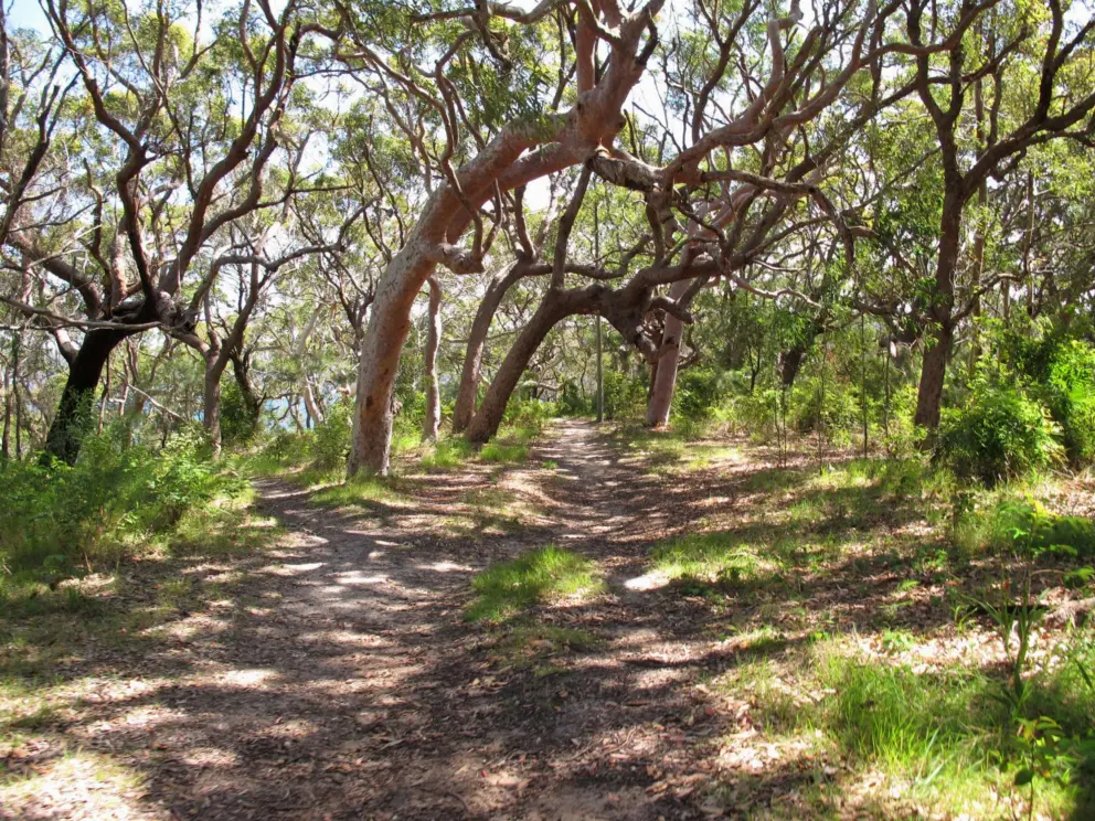 The trail and twisty trees.