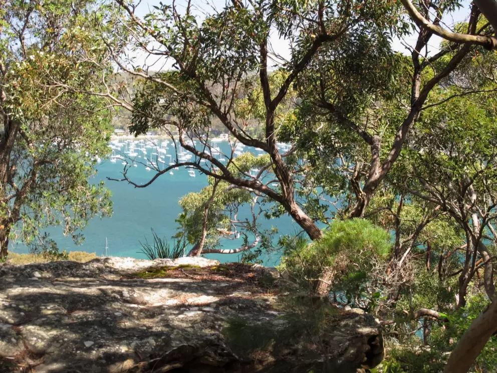 Peak through the branches at the sailboats way below.