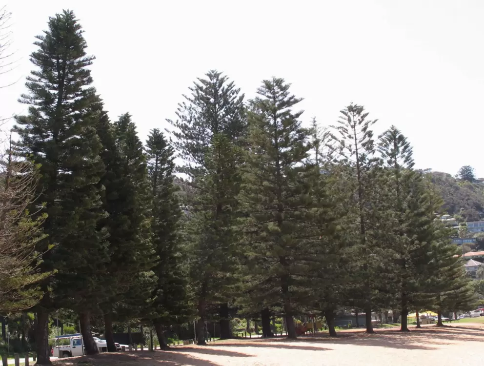 The marvelous trees that line the sand.