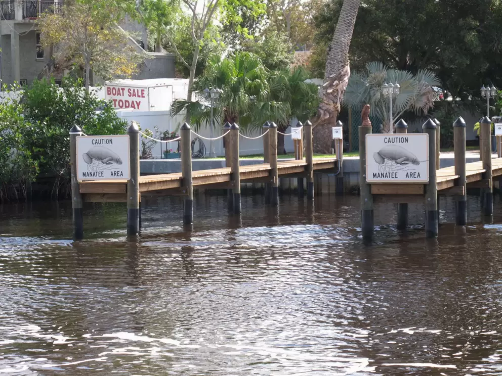 You might spot a manatee in the canal, especially in wintertime.