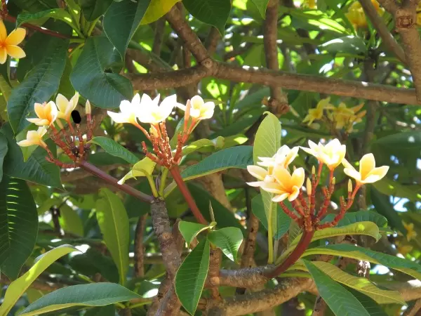 Baby flowers.