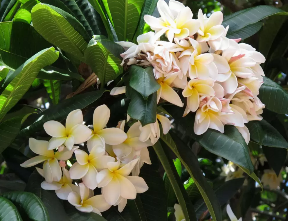 Clusters of white plumeria- abundance!