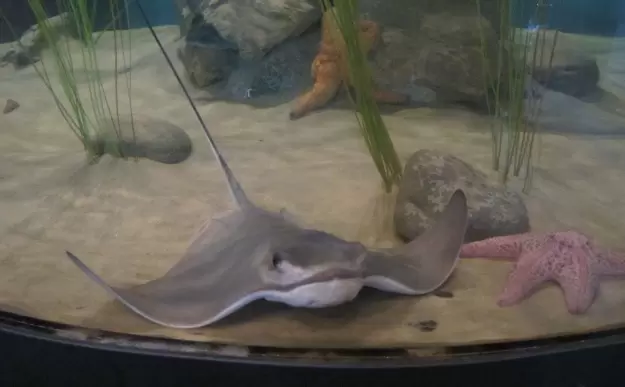 Sting ray and pink starfish at the Central Coast Aquarium.
