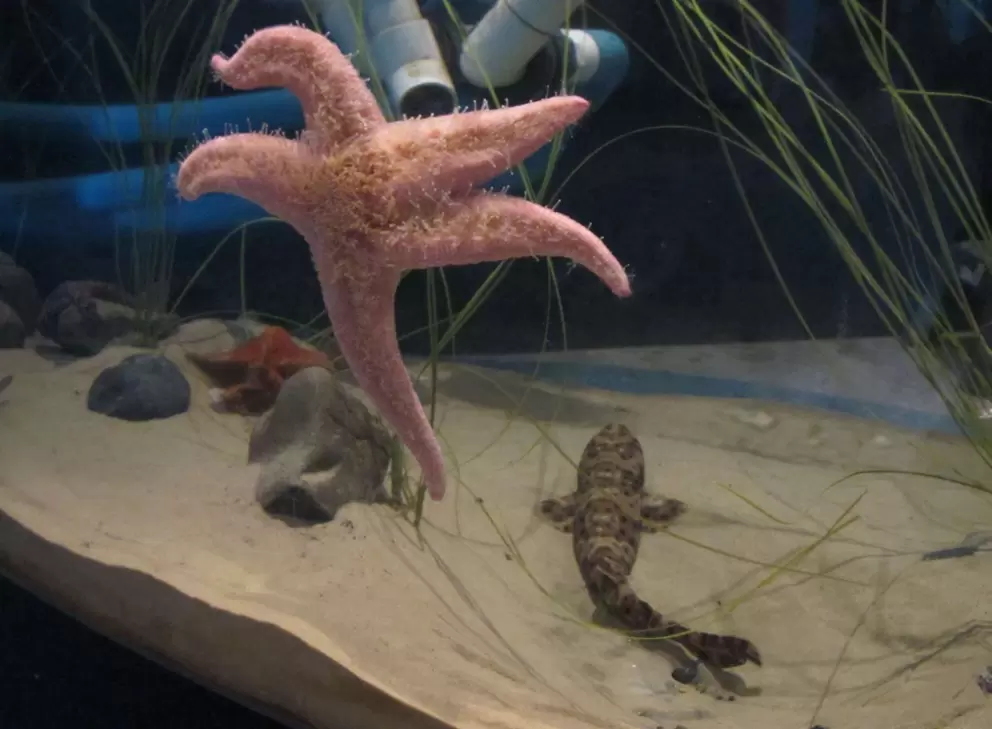 Baby leopard shark and amazing starfish at the Central Coast Aquarium. 