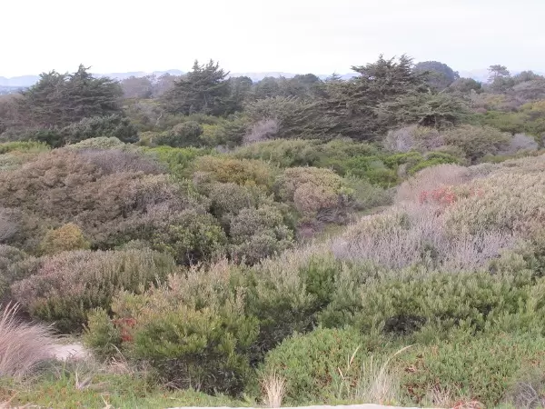 I love the Monterey cypress trees in the distance!