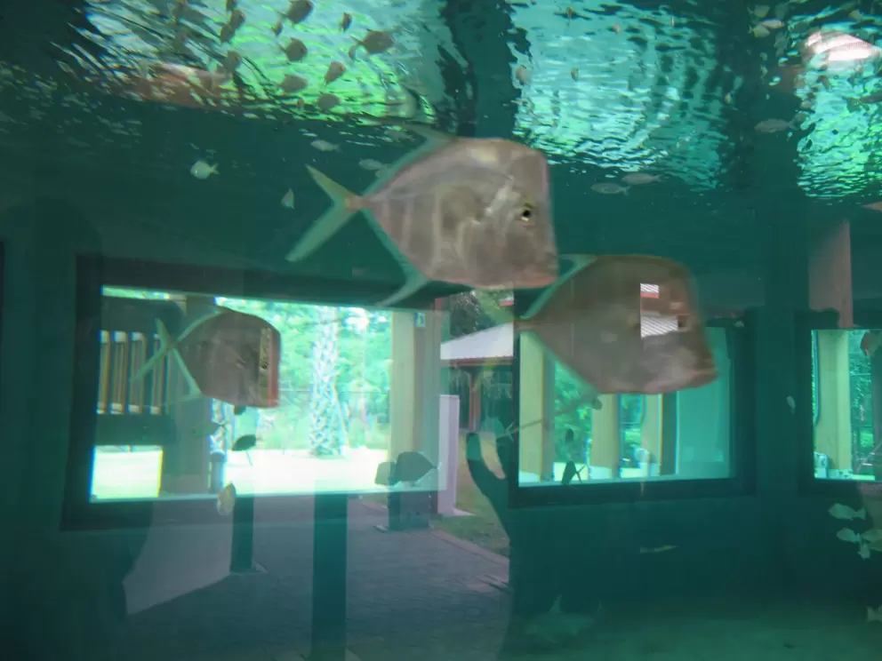Fish in the beautiful tank with windows all around.