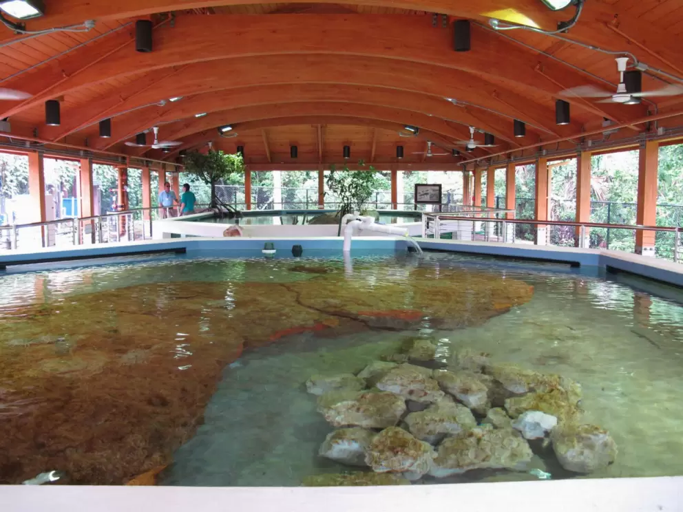 Nature centers are always so beautiful in Florida- look at this wooden structure!