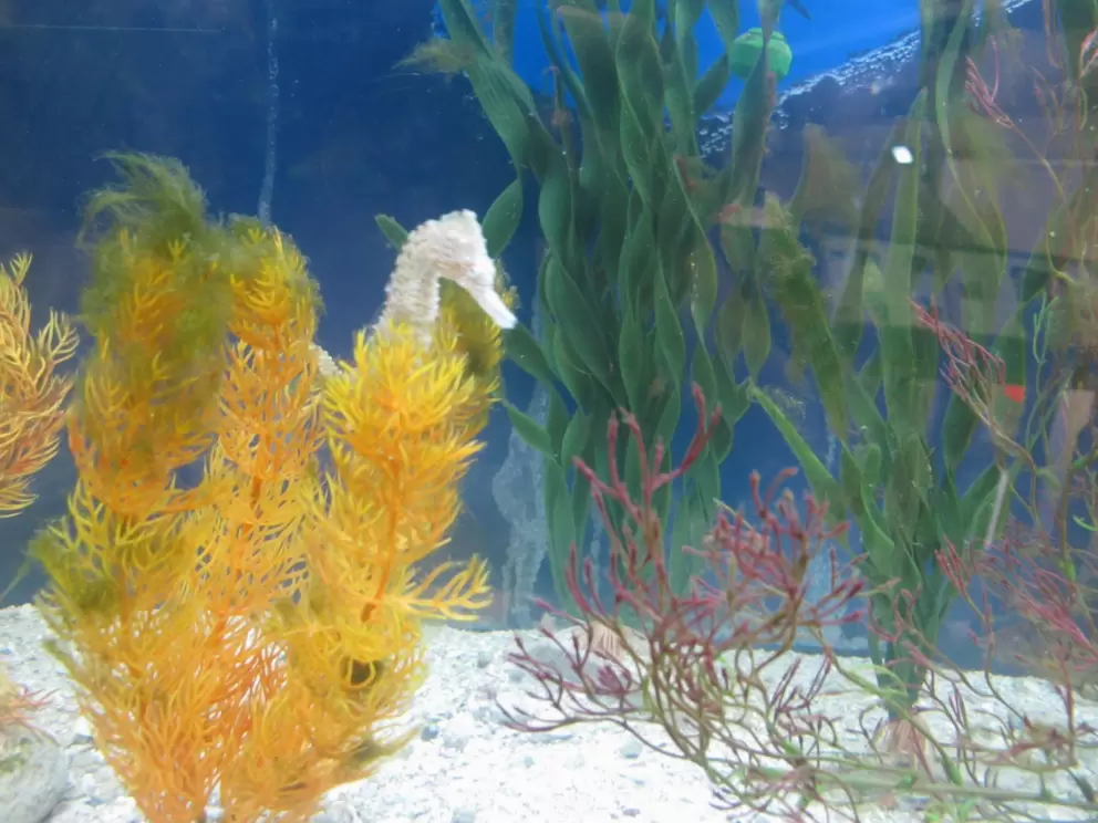 Sea horse and kelp.
