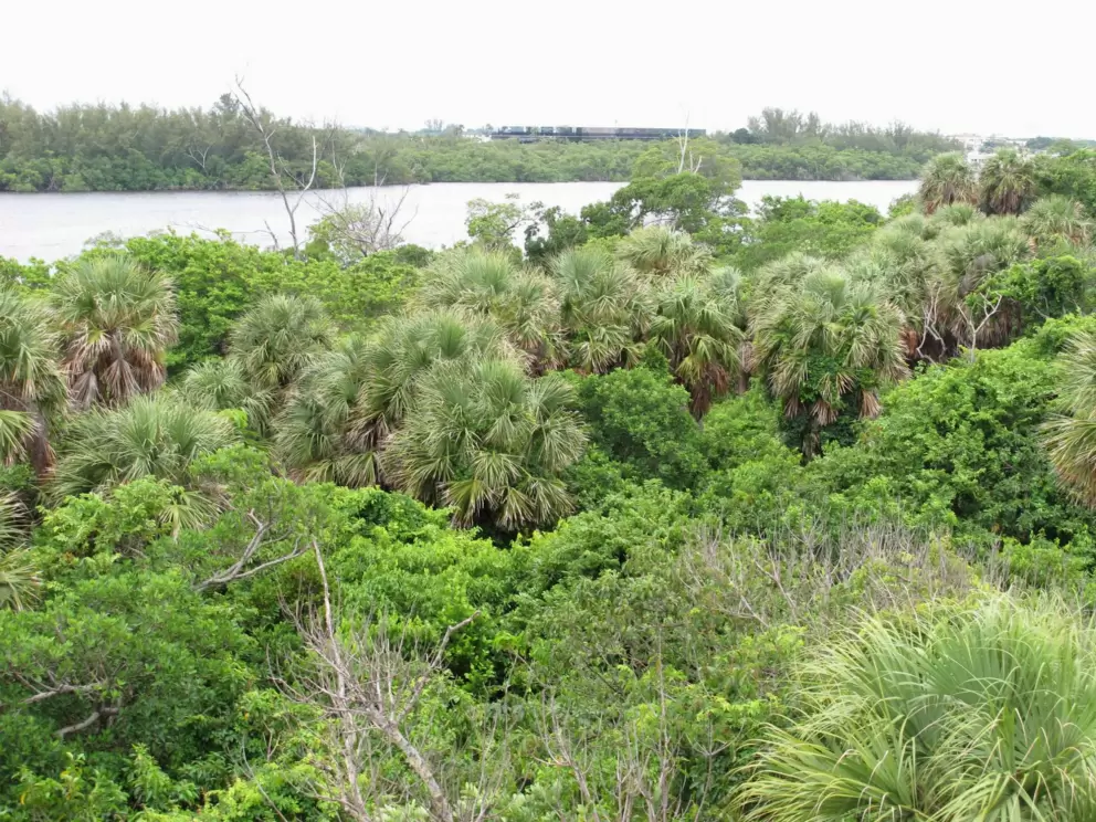 Bird's eye view of the jungle.