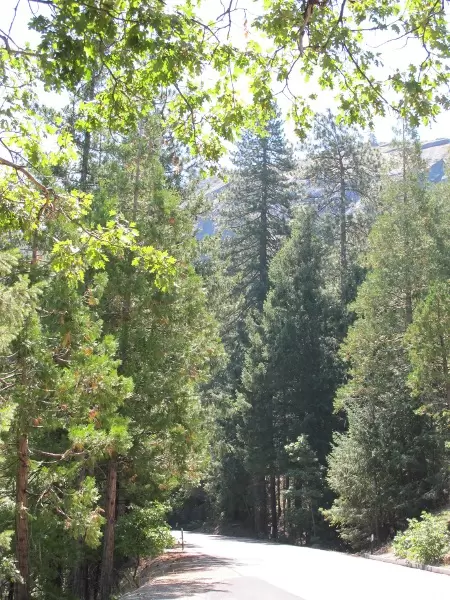 The pines are so tall you won't believe it!