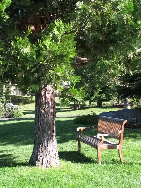 Bench by a leafy tree.