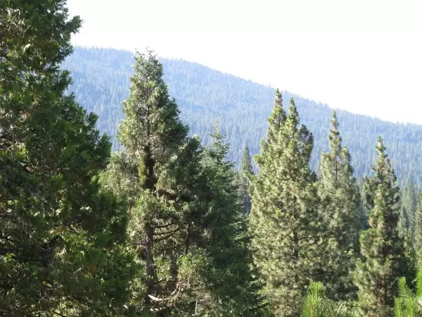 Layer upon layer of perfect, healthy trees...