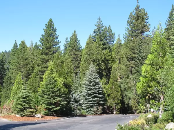 I LOVE LOVE LOVE these trees and their colors!