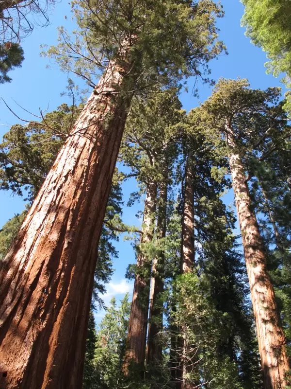 Giant Sequoias reach up to the sky.