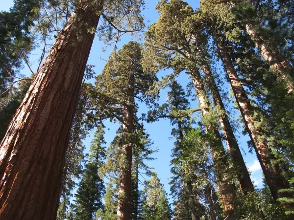 Clear (and hot) summer day in Yosemite National Park.