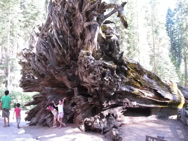 Posing for a photo in front of a fallen Sequoia tree.