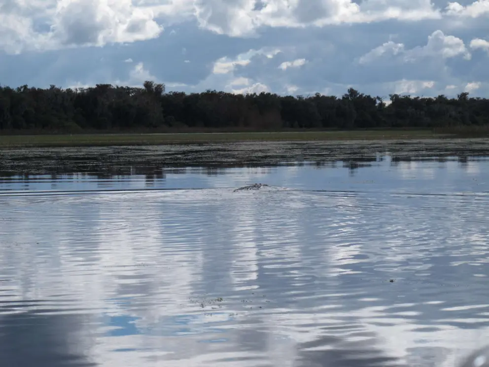Alligator swimming away from us in the silvery water.