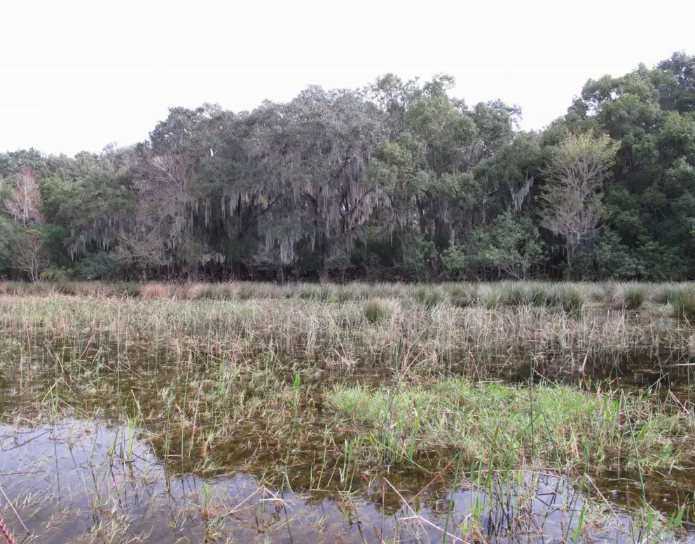 I love the Spanish moss hanging from the trees along the shore.