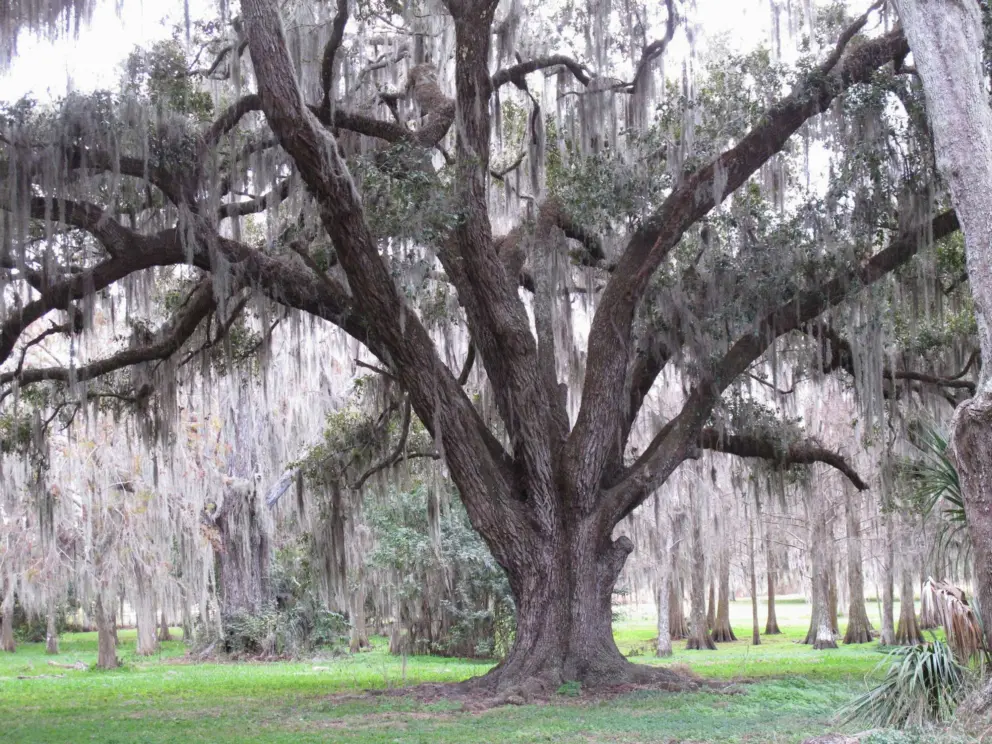 Spanish moss in the park near the airboat ride ticket office.