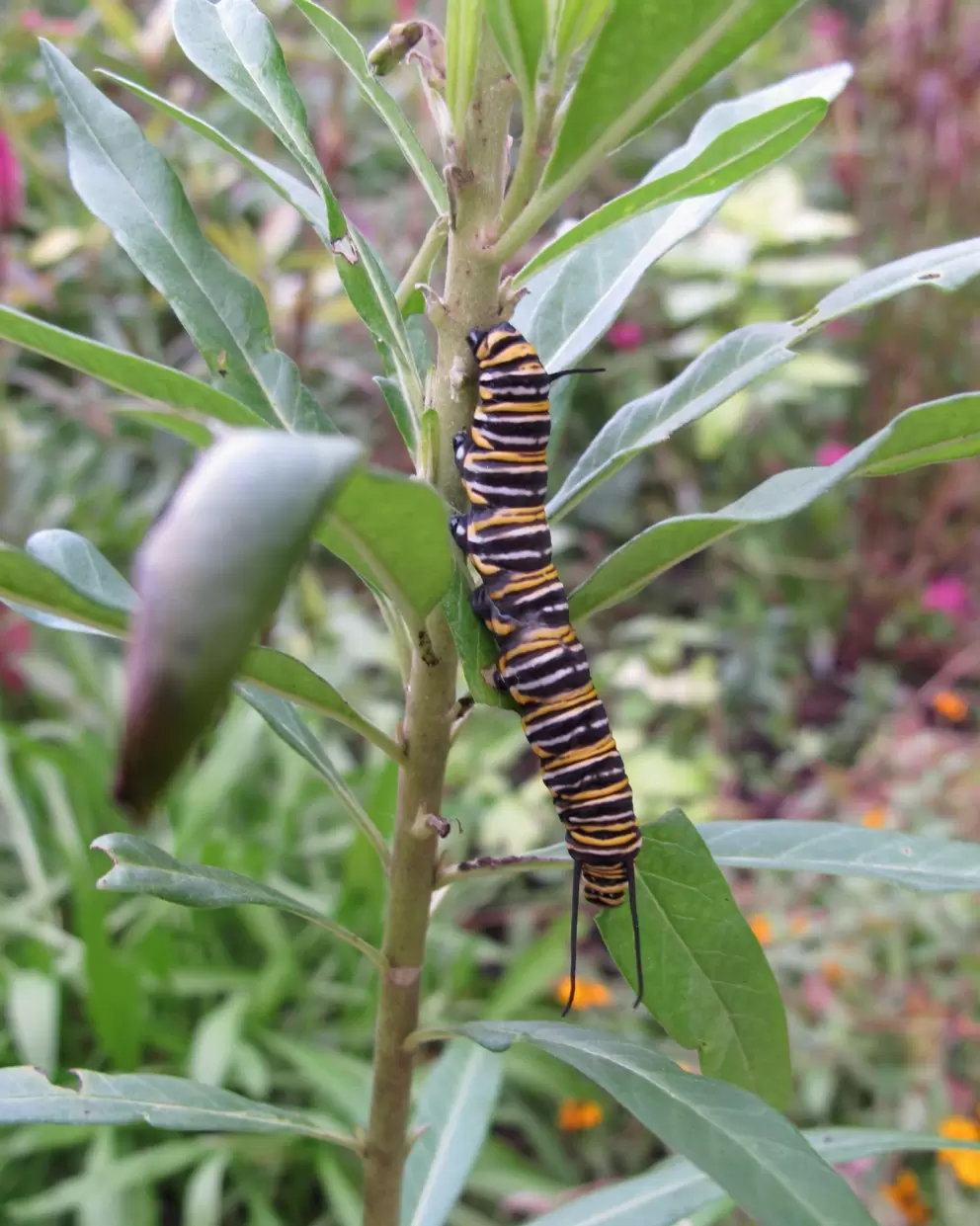 Yellow and black striped caterpillar in the butterfly garden.