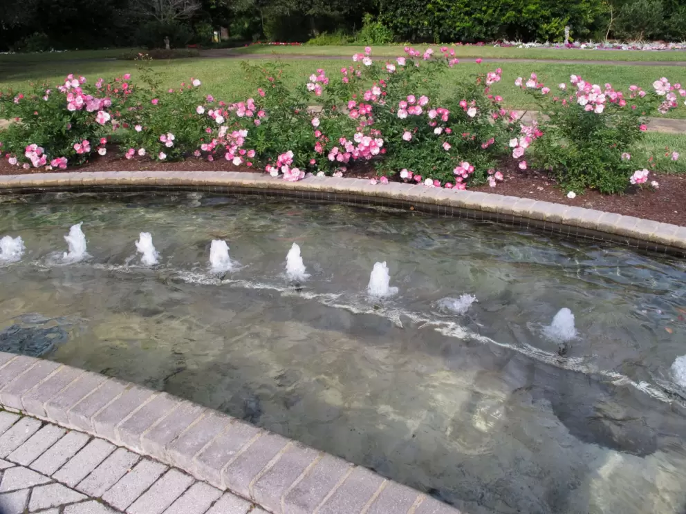 Bubbling fountain in rose garden.