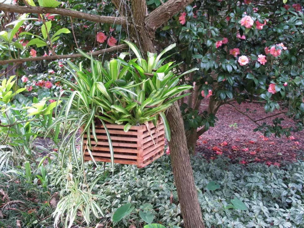 Plant in a box hanging from a tree.