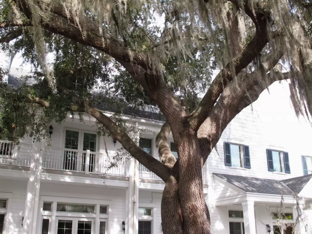 The lovely white house and tree with Spanish moss.
