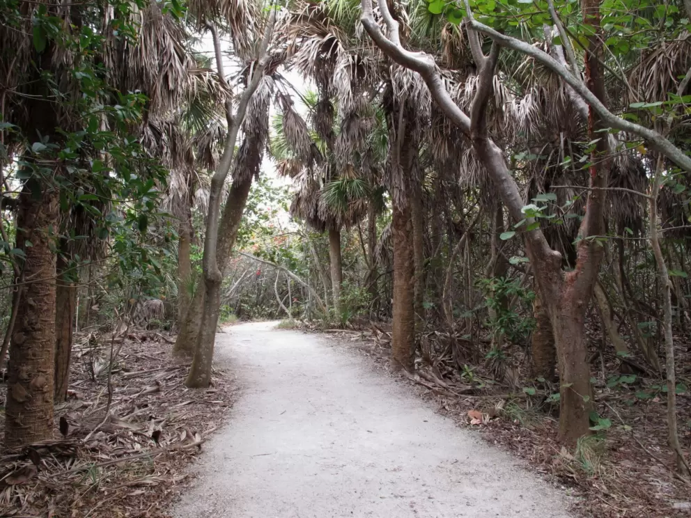 Tropical jungle on the way to the beach.