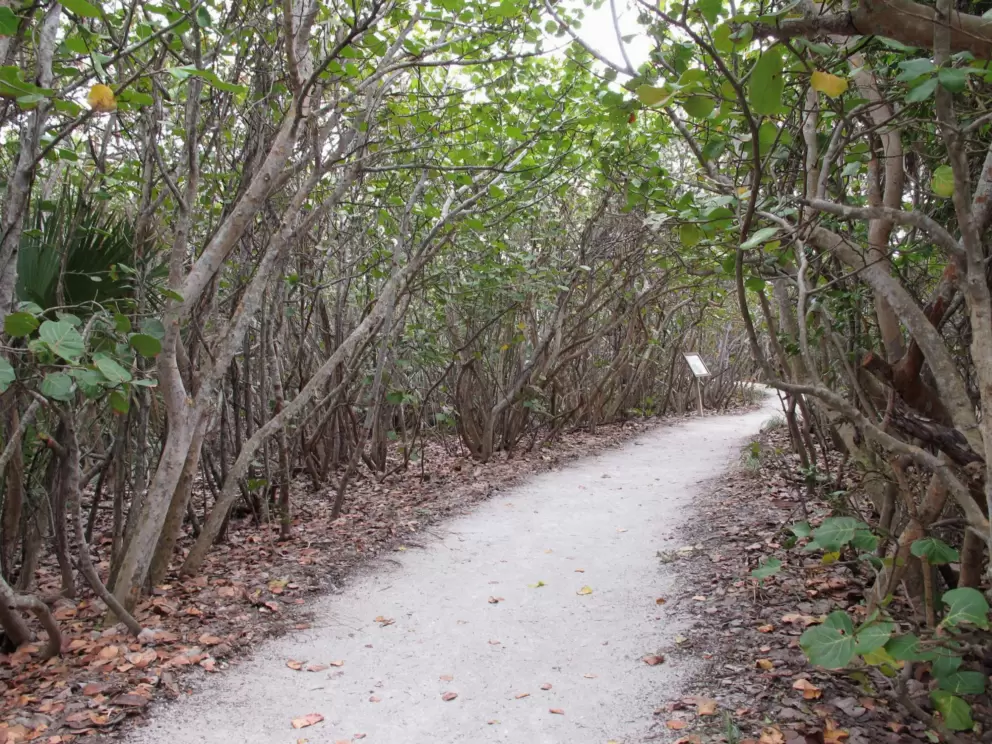 Canopy of twisty trees! I love this!