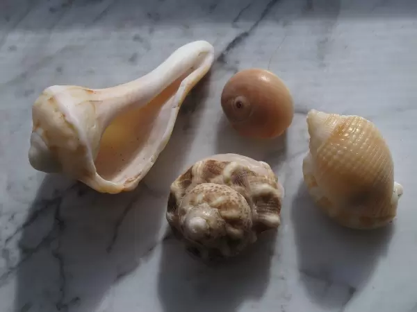 Shells found on the beach...