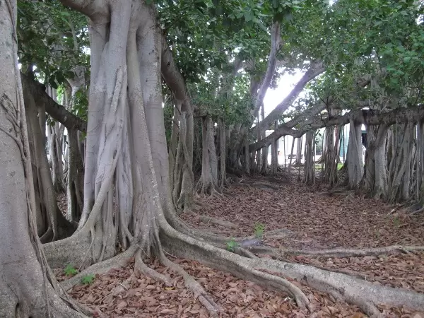 Amazing banyan!