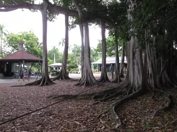 Visitors walk past the banyan tree's aerial roots.