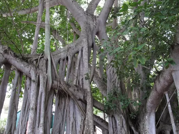 Looking up at the branches of the banyan tree.