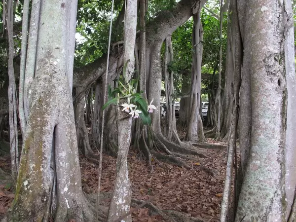 Orchids growing on banyan tree.