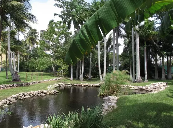 Lily pond and banana frond.