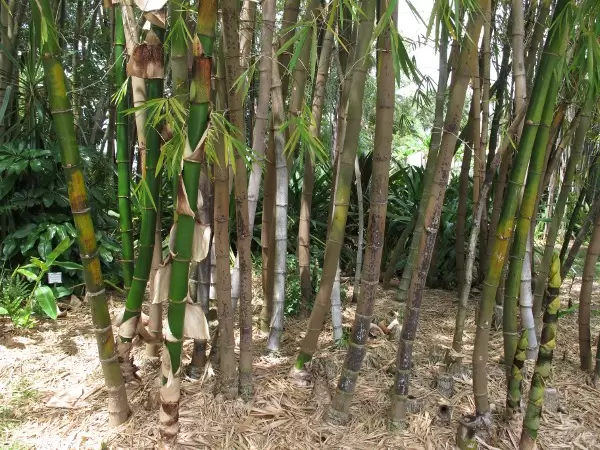 Close up of bamboo.
