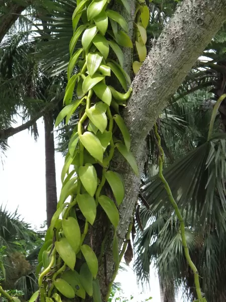 Vine on a tree.