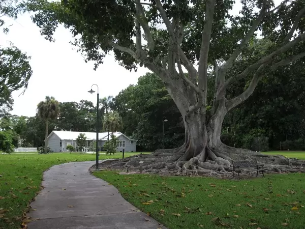 Mysore Fig and Ford's house.
