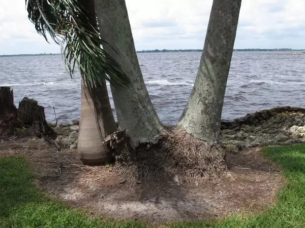 Palms by the riverside. Unfortunately the water was not the cleanest after a recent storm.