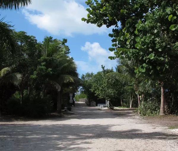 Jungle you walk through to get to the beach.
