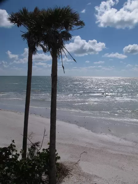 Two tall trees and silvery water.