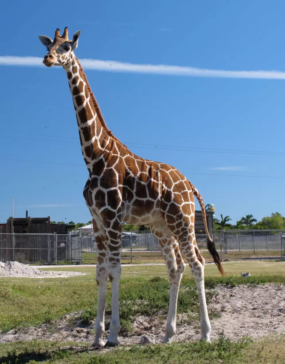 We were amazed to be right next to this tall giraffe!