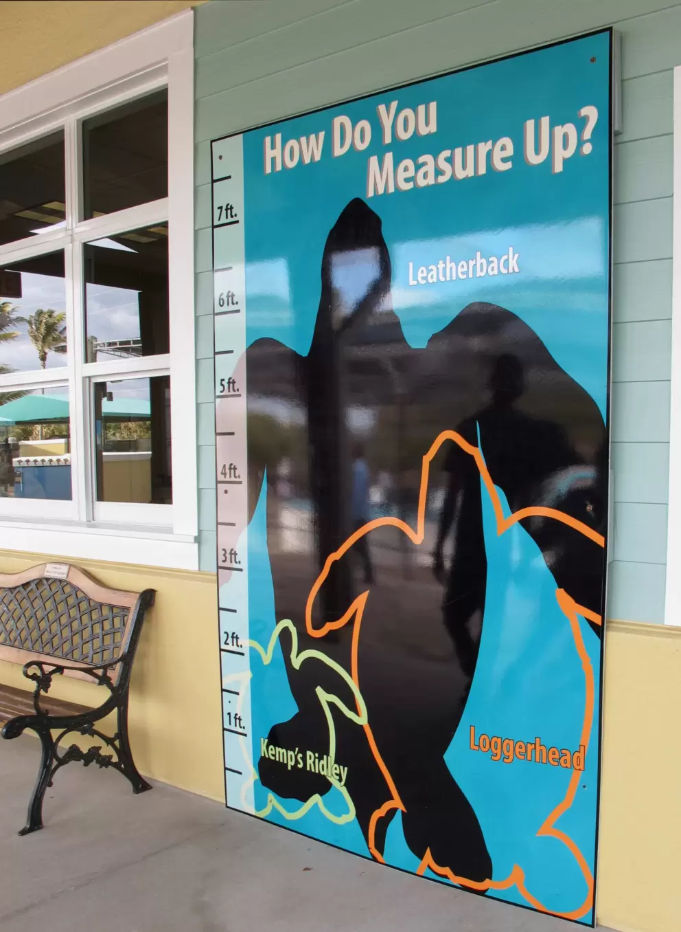 Are you as tall as a 7 foot Leatherback turtle?