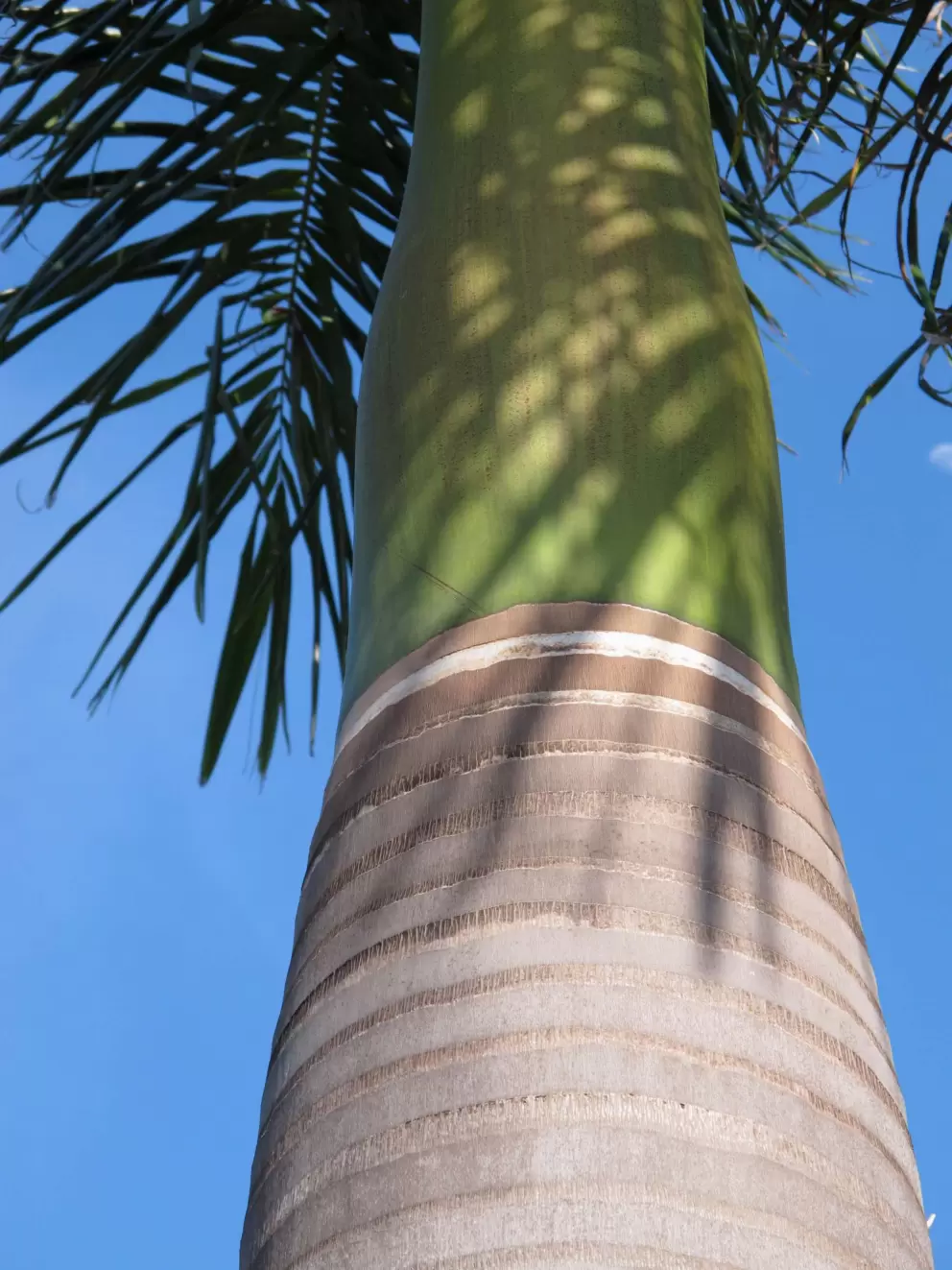 Beautiful green crownshaft of a royal palm, at Mallory Creek development.