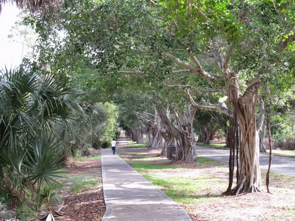 Jogging past banyan trees.
