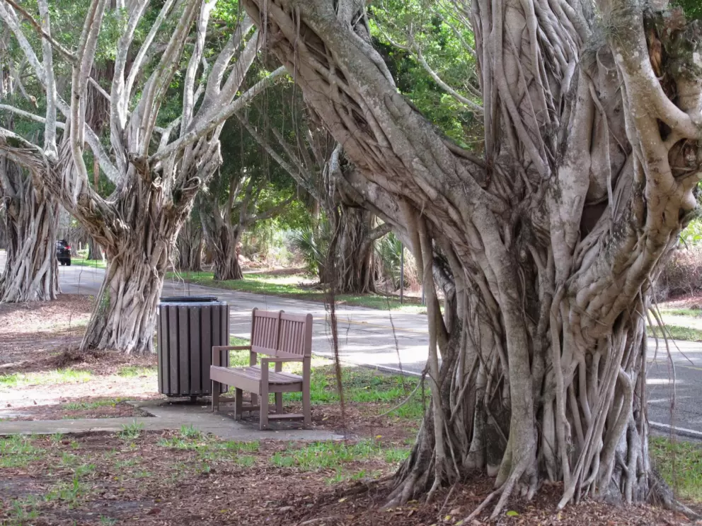 Bench amongst banyans.
