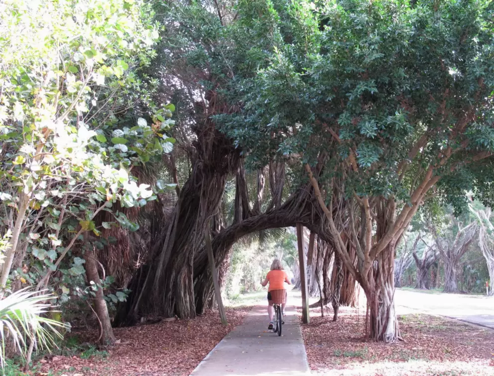 Banyan roots form a bridge to bike under.