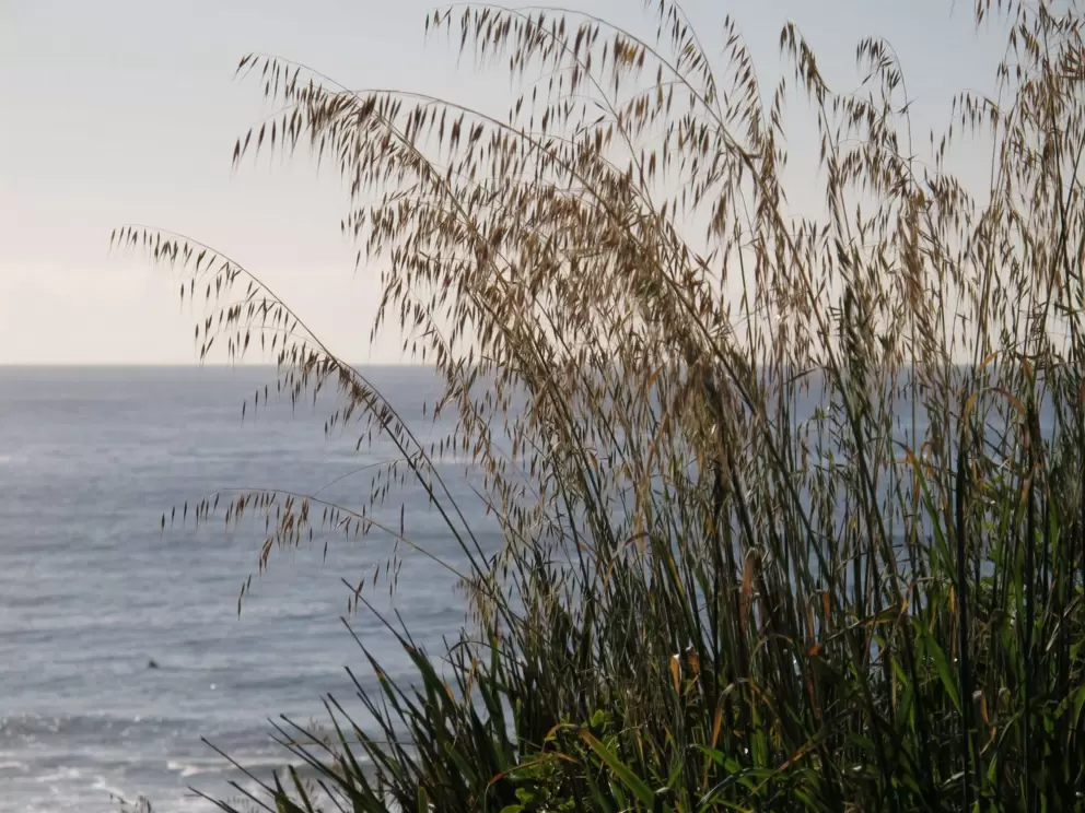Sea oats on the headland.